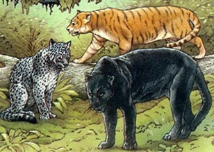 Three Peruvian mystery cats, Peter Visccher-BBC Wildlife Magazine