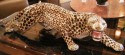 Cassano Ceramic Leopard