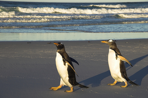 King Penguin - Martini Glass