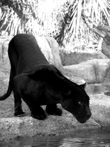 L. Carver Panther Art Deco Sculpture Bronze Black Patina