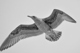 black_and_white_seagull_by_nicholls34-d8l2pa4