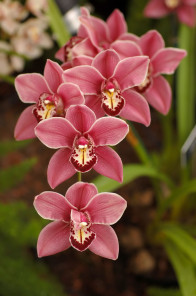 orchids for jardiniere