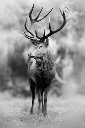 Majestic stag standing alert with large antlers in a natural setting, black and white